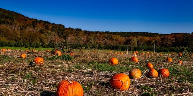 Top 20 Fall Craft Ideas for kids and families