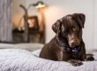 10 Pet Dangers at Christmas